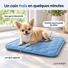Chihuahua sur le tapis rafraîchissant